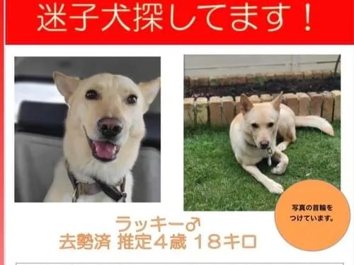 犬を探しています