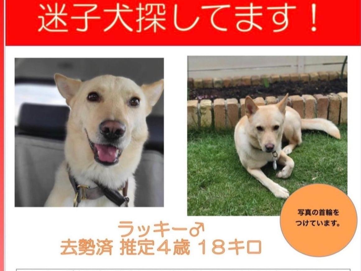 ラッキーちゃん ラッキーちゃん
