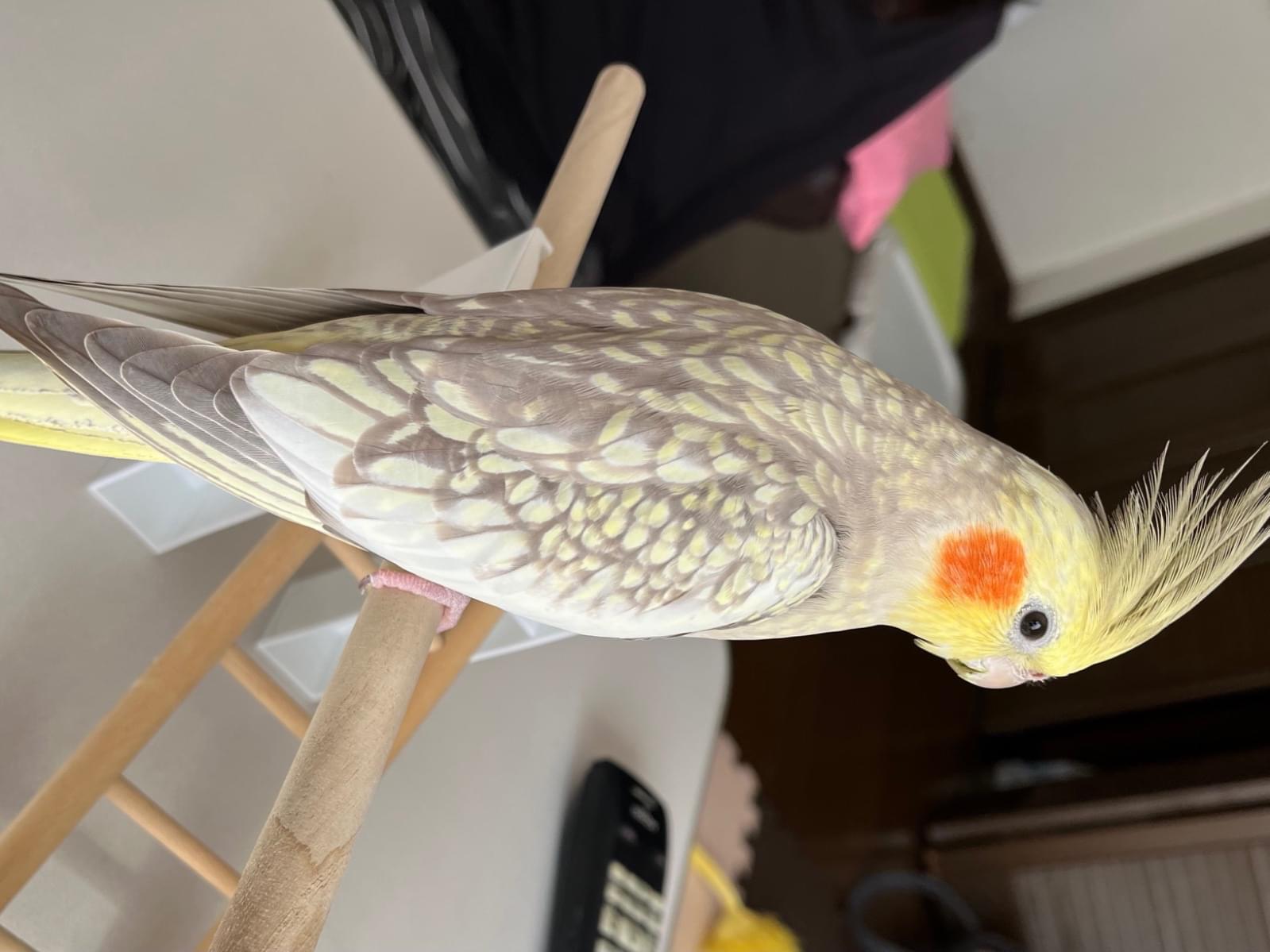 保護された鳥 保護された鳥