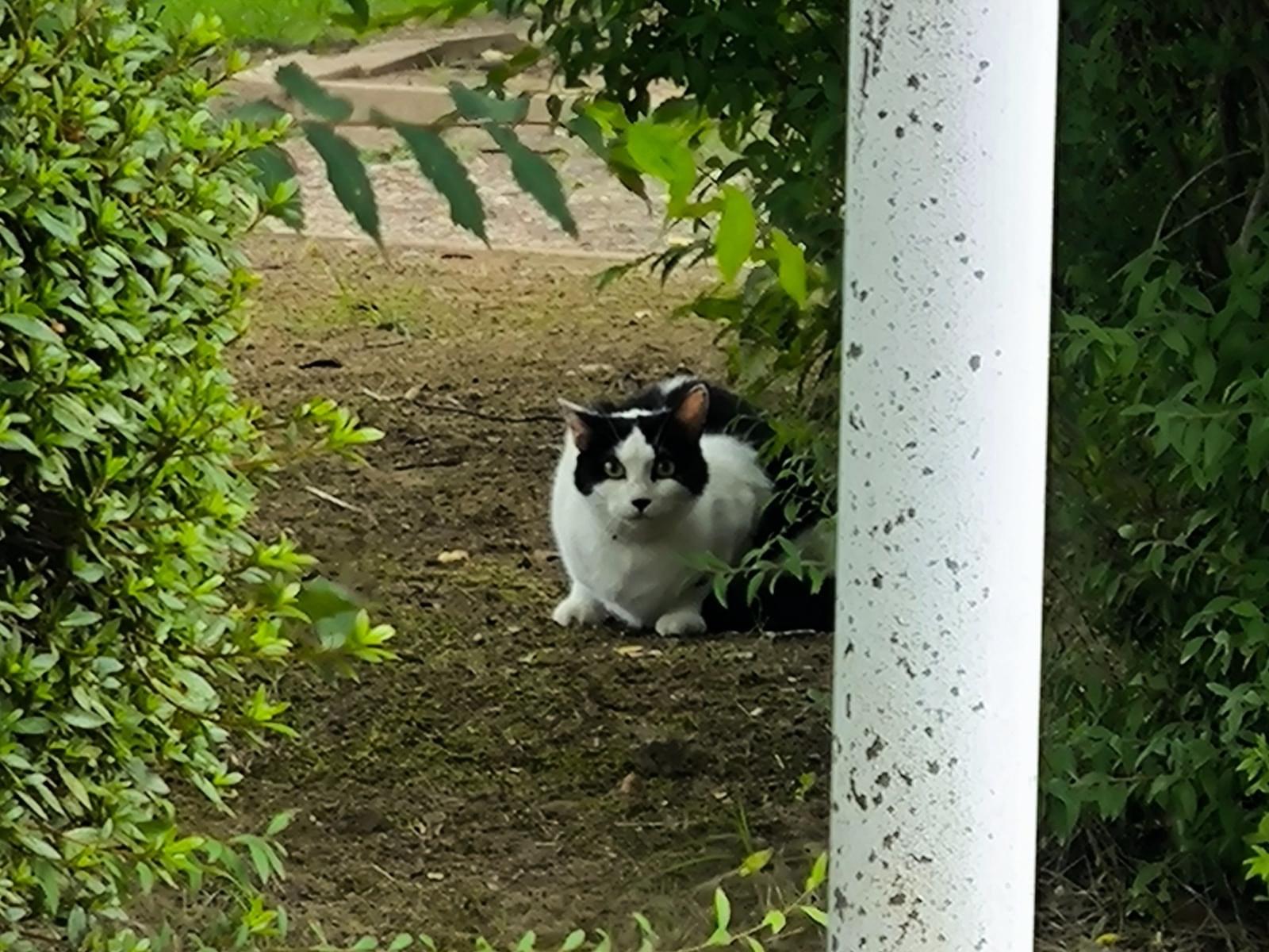 目撃された猫 目撃された猫