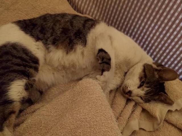 保護された猫 保護された猫