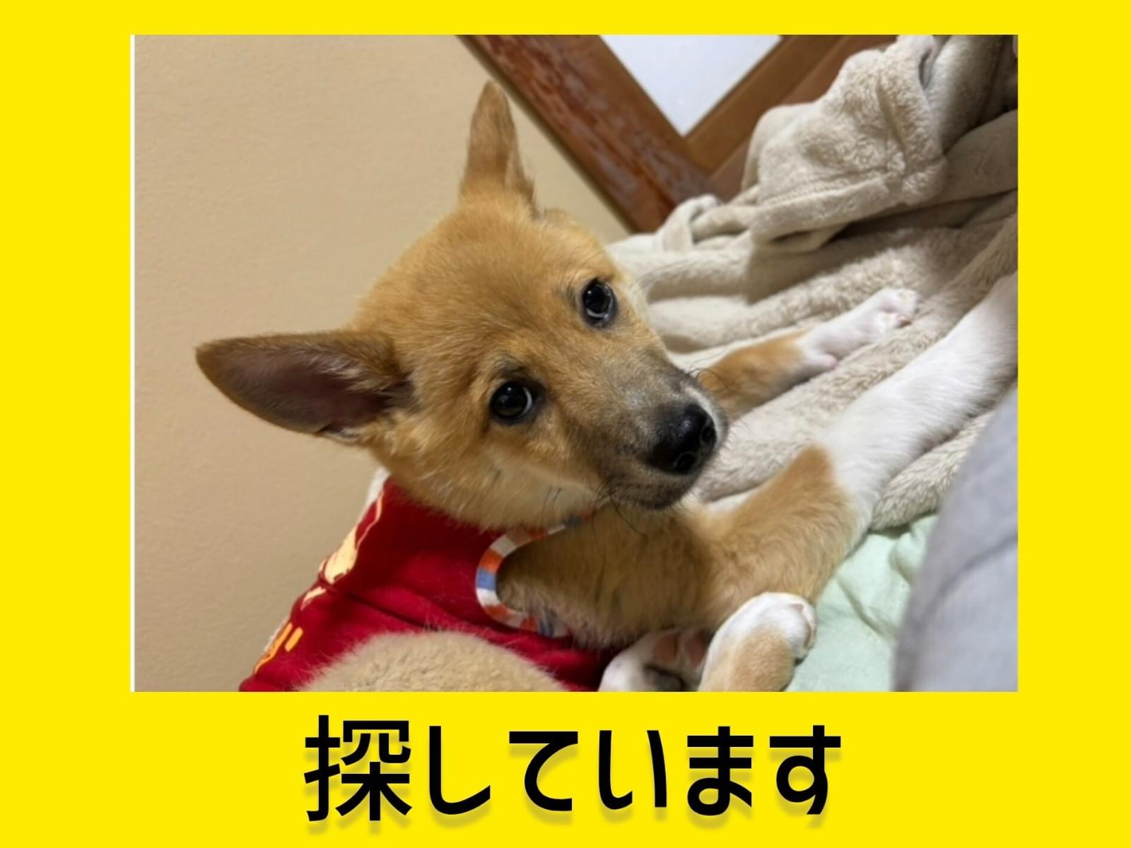 夢ちゃん 夢ちゃん