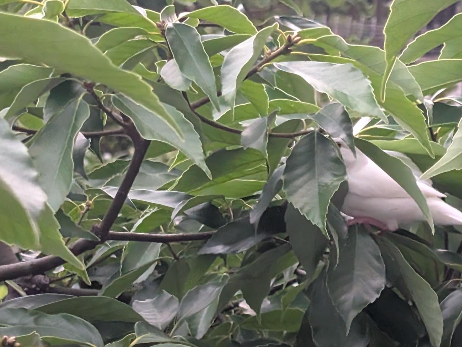 目撃された鳥