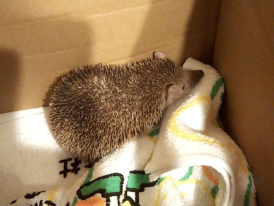 保護されたペット 保護されたペット
