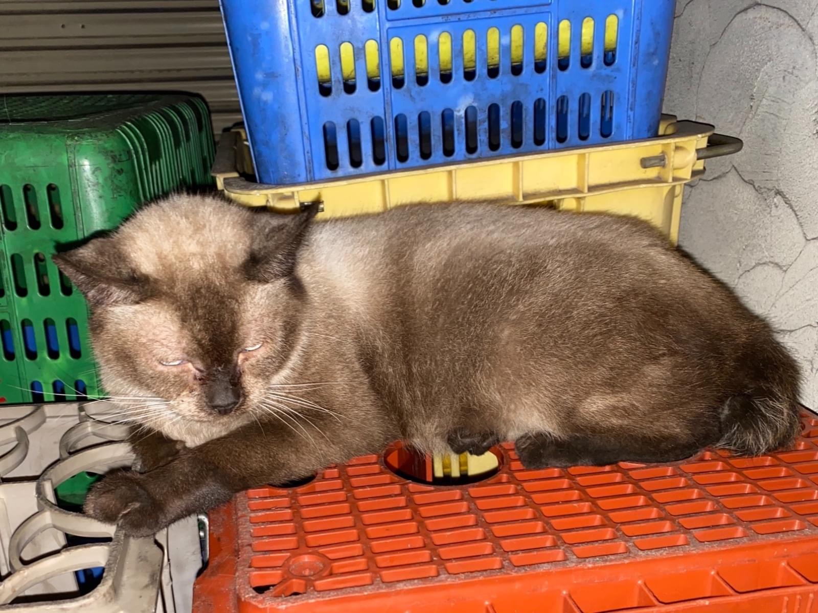 目撃された猫 目撃された猫