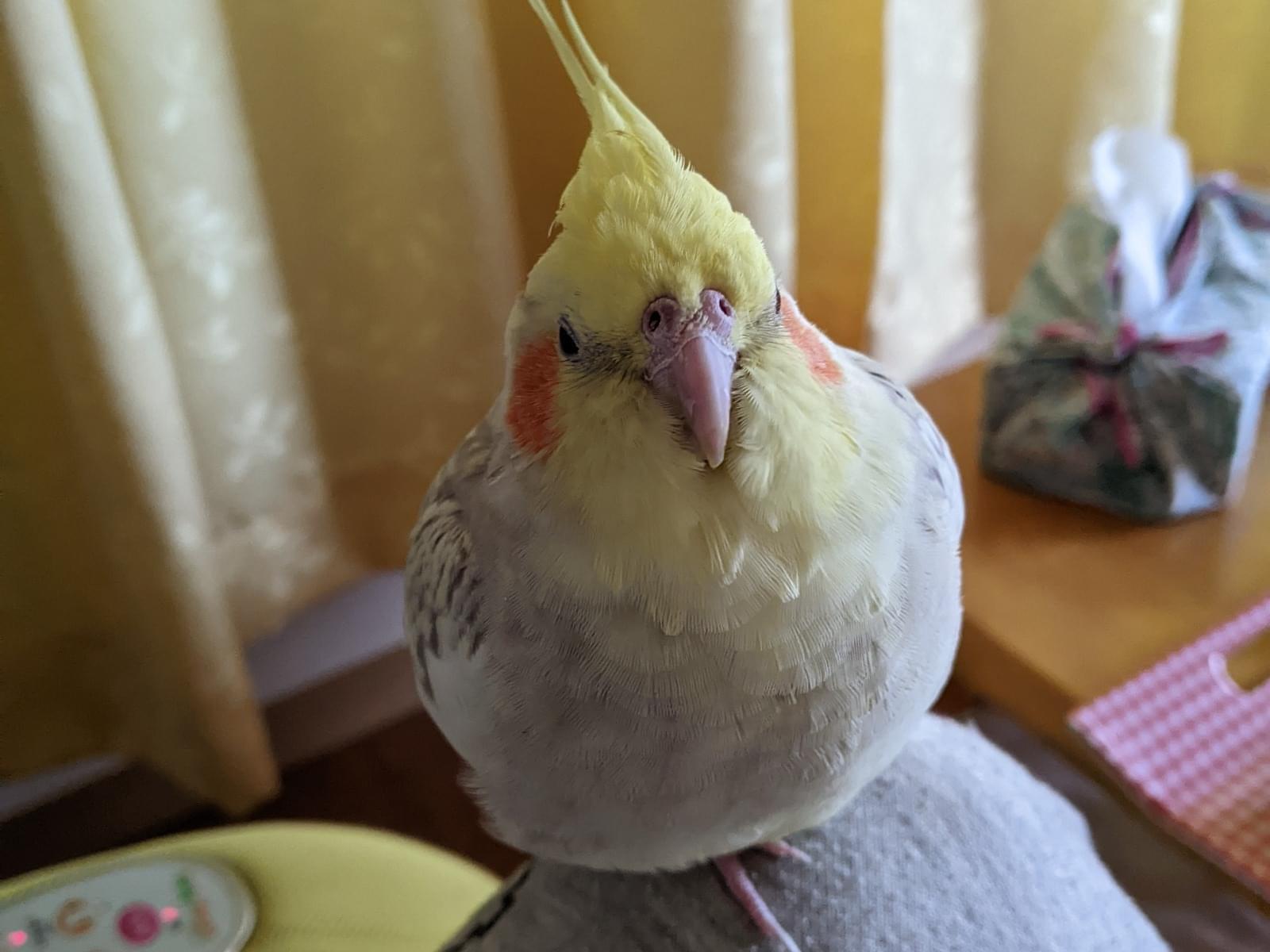 オットちゃん オットちゃん