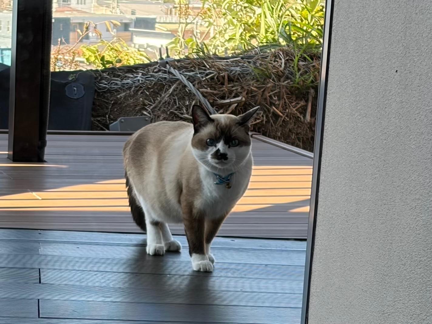 目撃された猫 目撃された猫