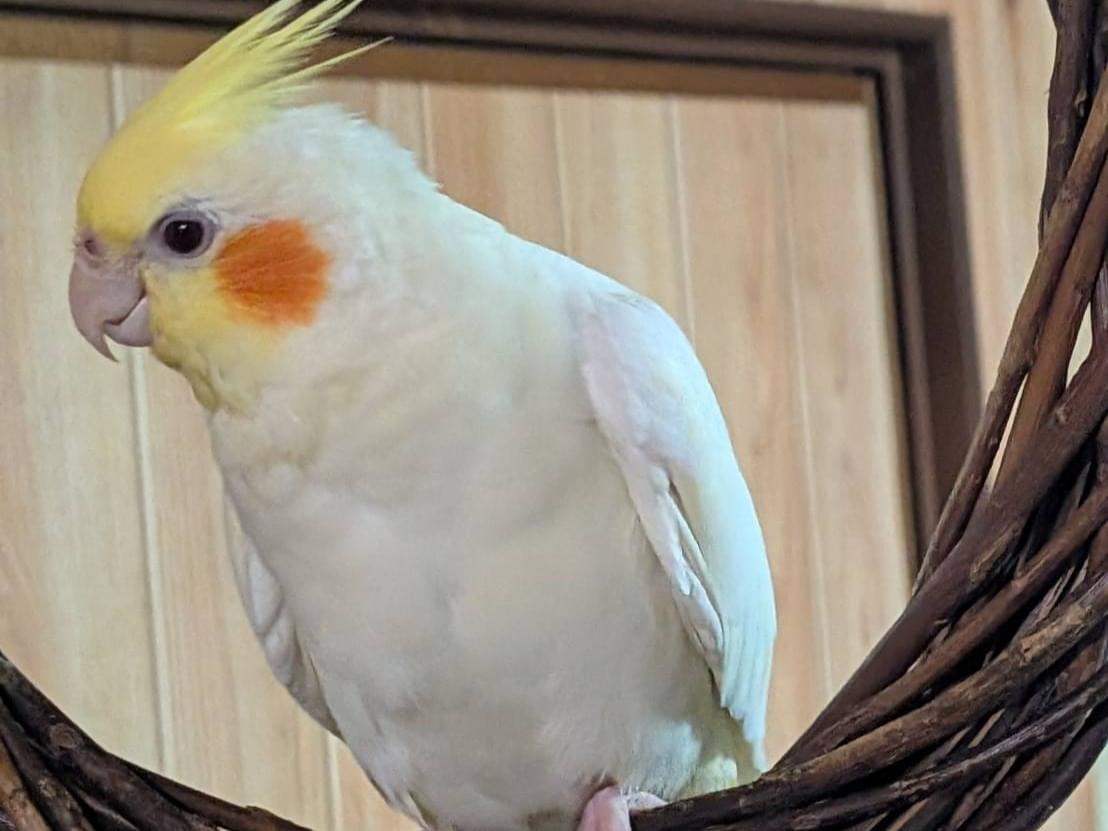 おてもやんちゃん