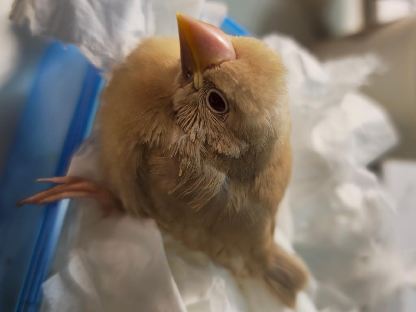 モモちゃん モモちゃん