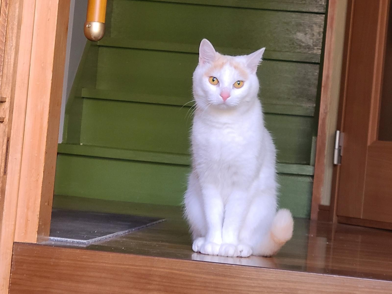 ココちゃん