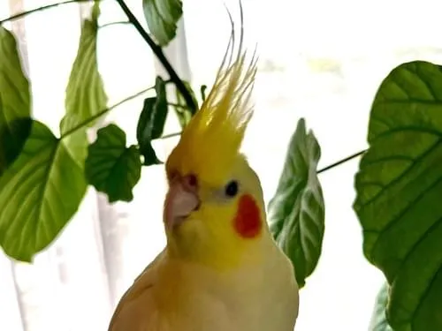 オカメインコ(ルチノー 冠羽が多め・長め、チークが薄いオレンジ)を