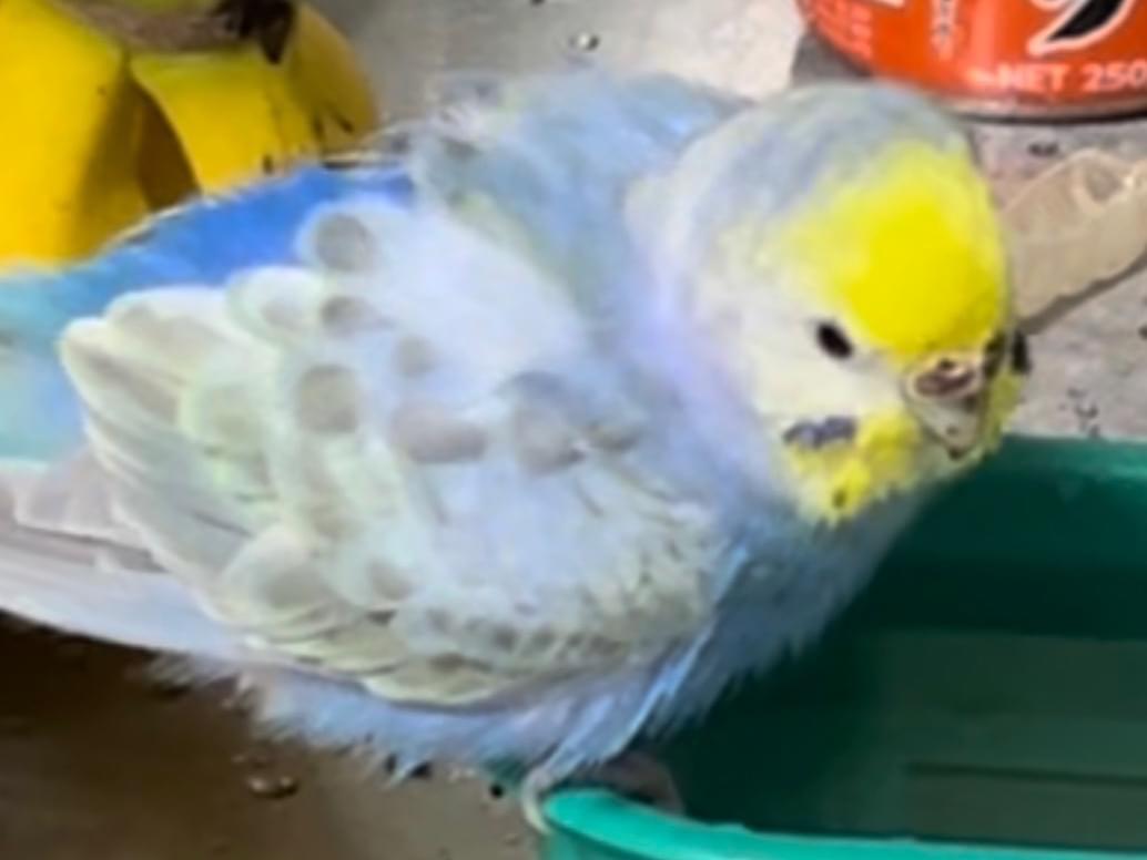マメちゃん マメちゃん