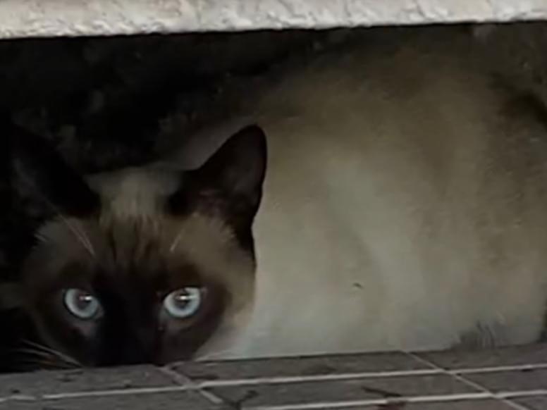 保護された猫 保護された猫