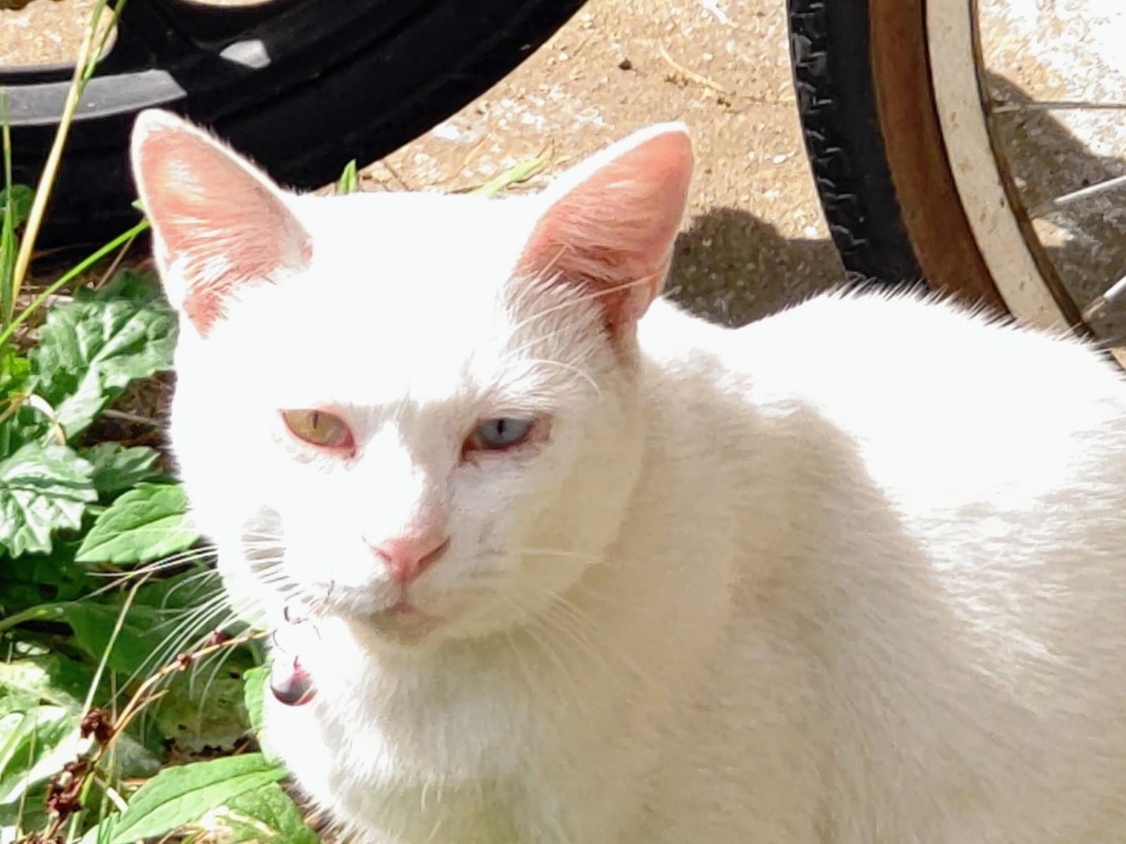 目撃された猫 目撃された猫