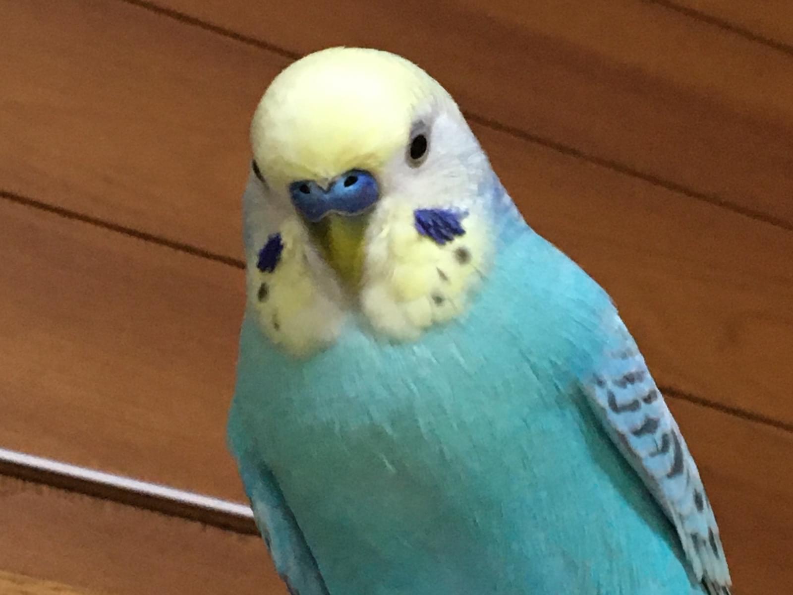 ぽーちゃん ぽーちゃん