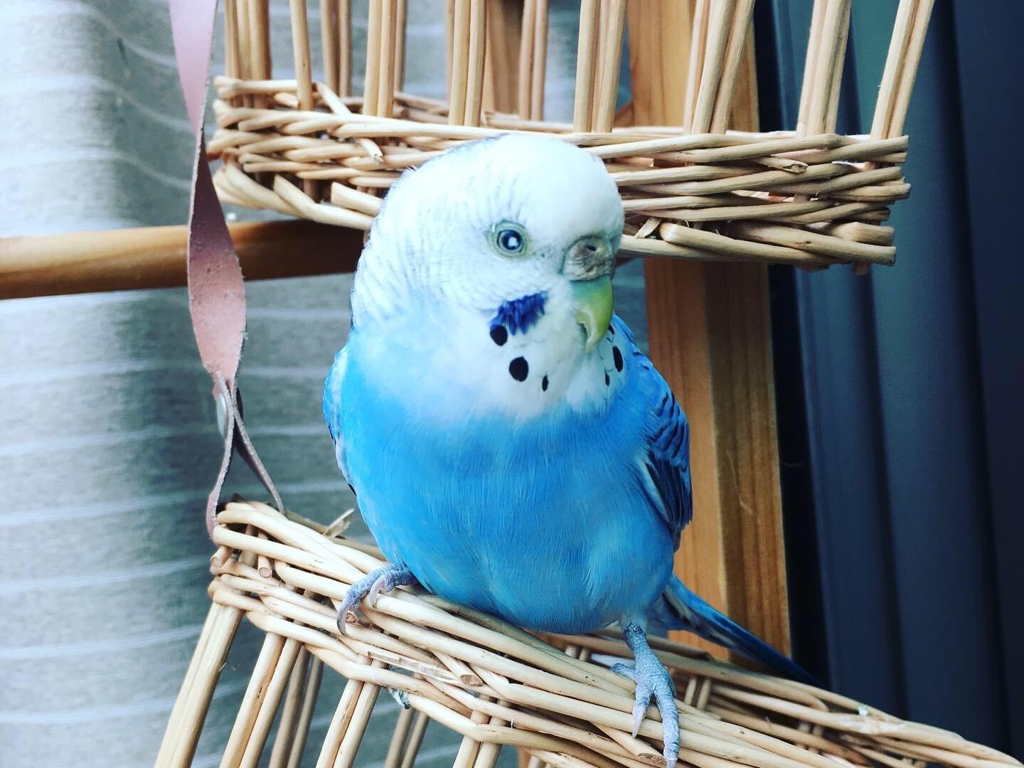 ソーダちゃん ソーダちゃん
