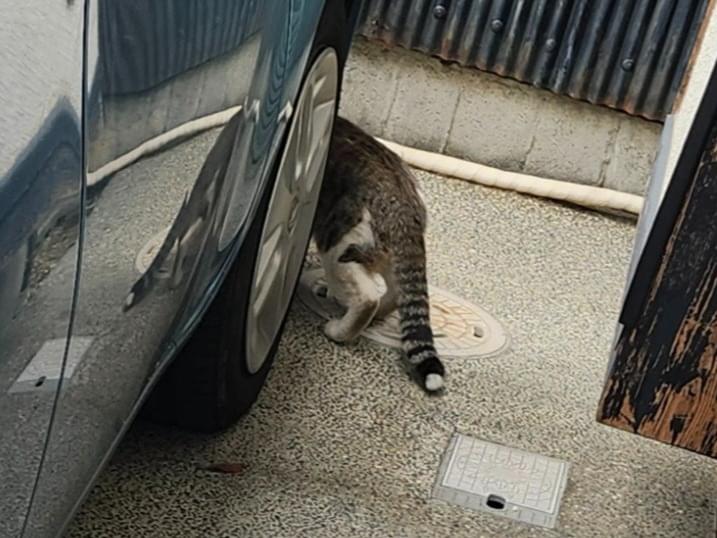 目撃された猫 目撃された猫
