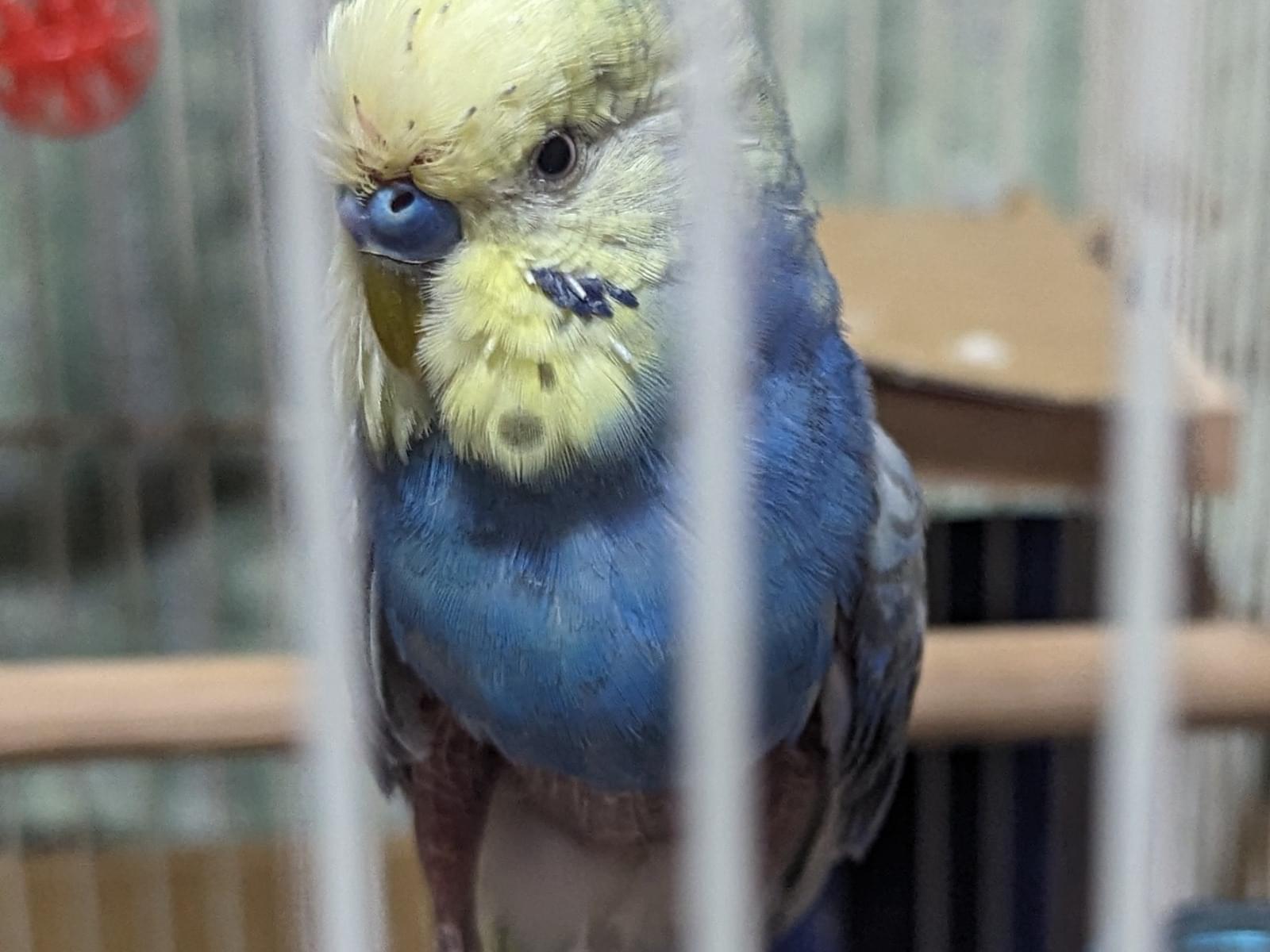 ぴーちゃん ぴーちゃん