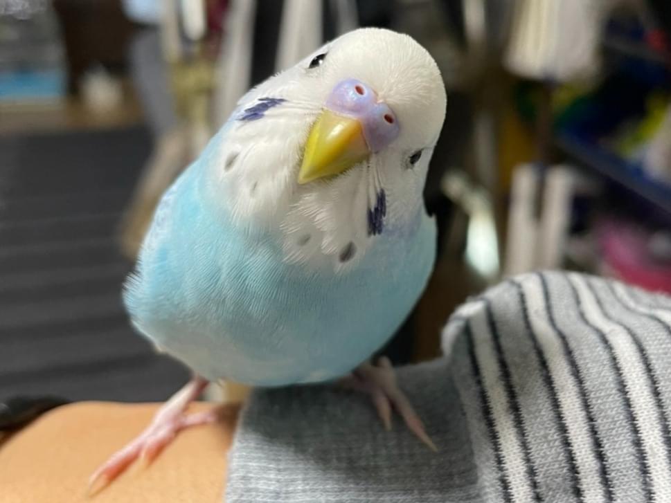 ハッピーちゃん ハッピーちゃん