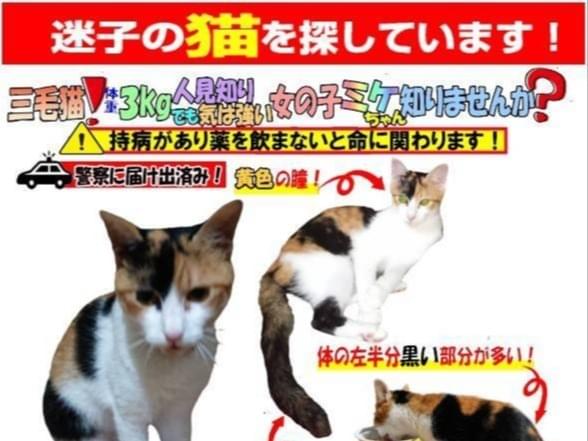 ミケちゃん ミケちゃん