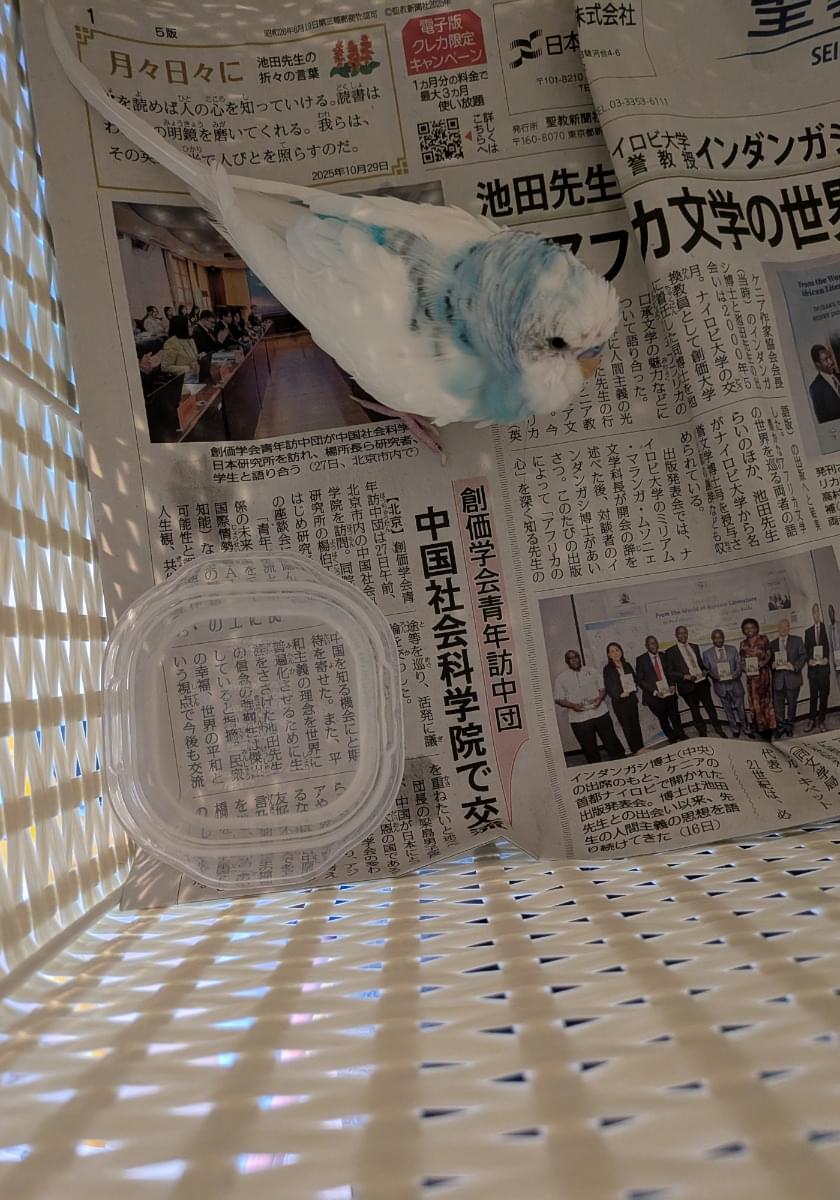 青いインコを保護しています(飼い主様見つかりましたご協力いただき