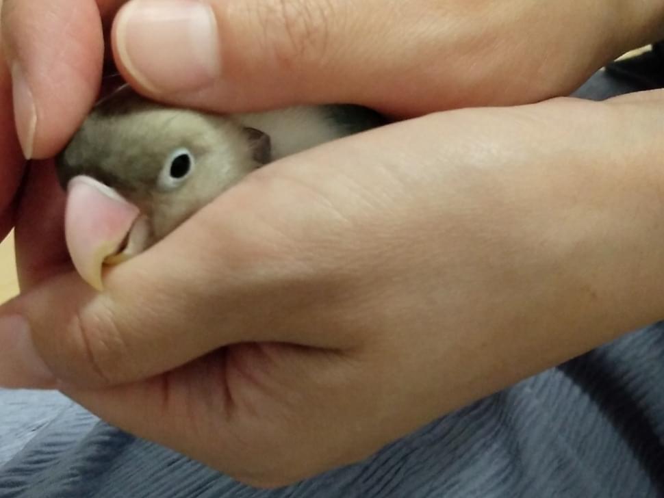 しぃちゃん しぃちゃん