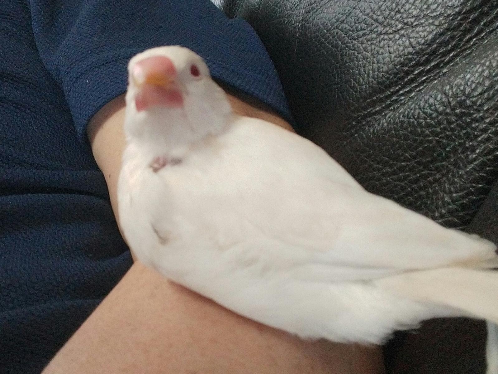 だんごちゃん