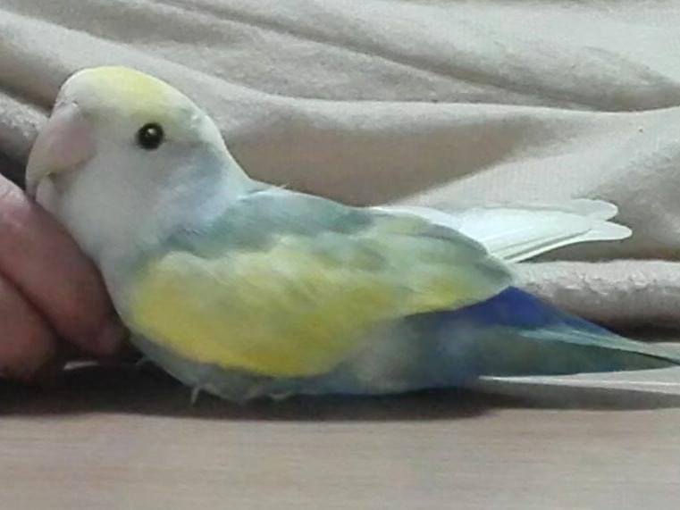 インコちゃん インコちゃん