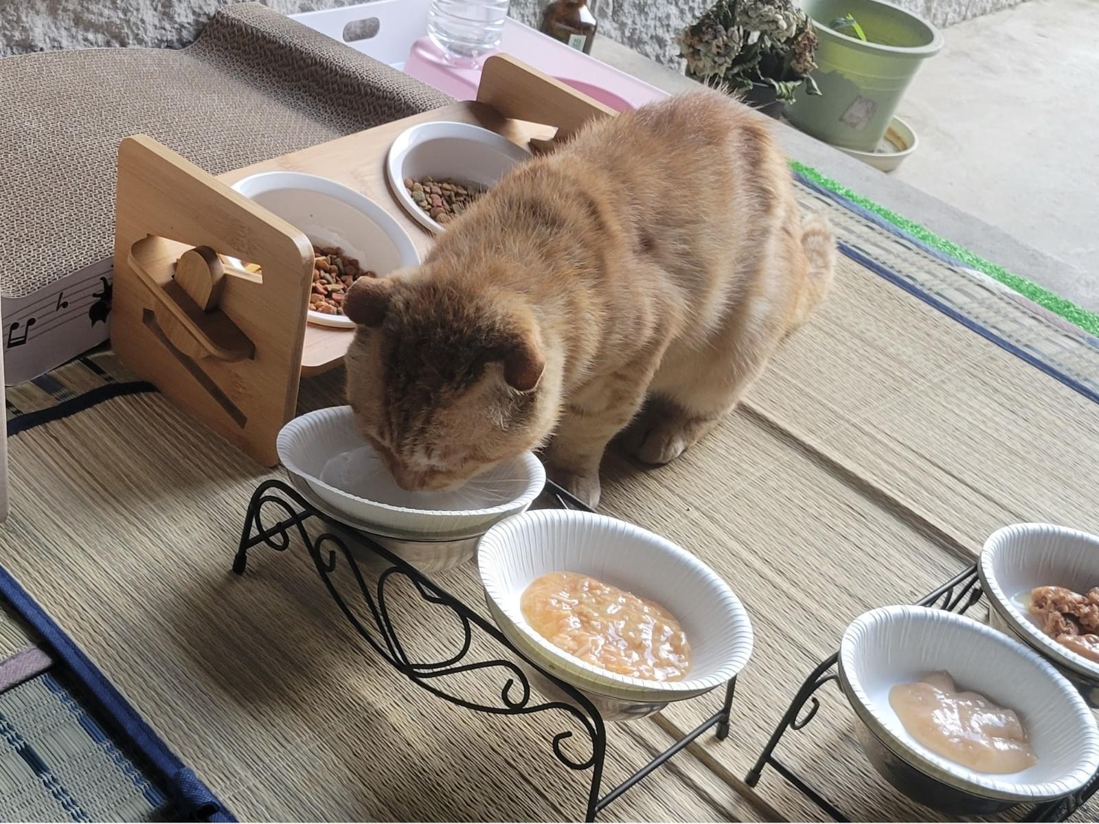 茶丸ちゃん 茶丸ちゃん