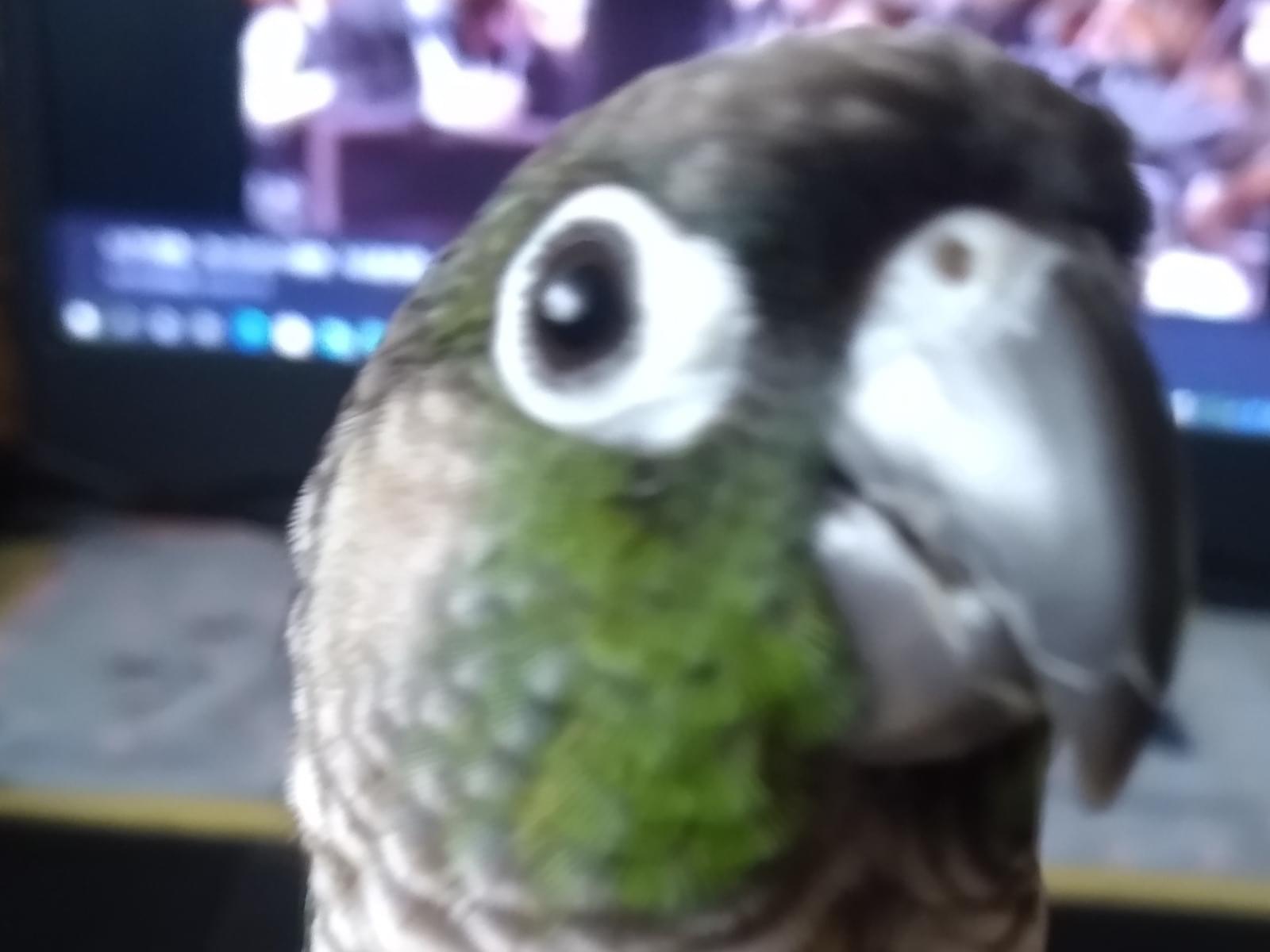 ゴンちゃん ゴンちゃん