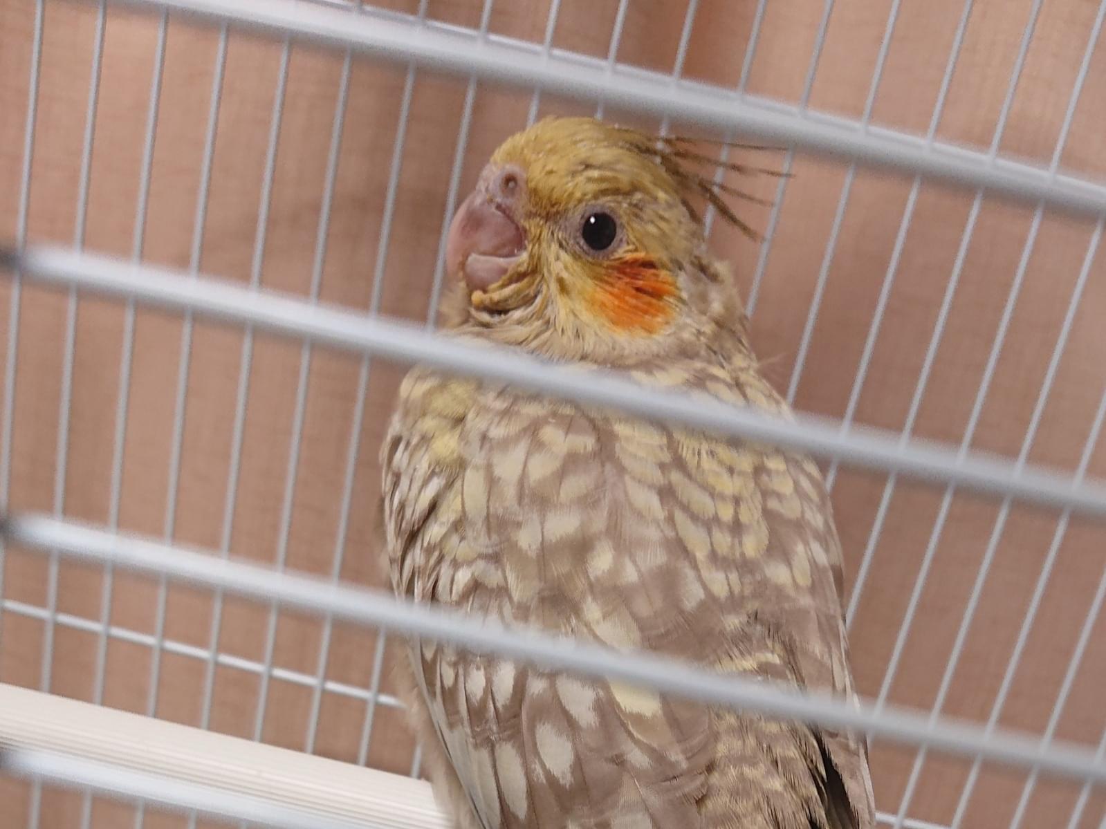 保護された鳥 保護された鳥