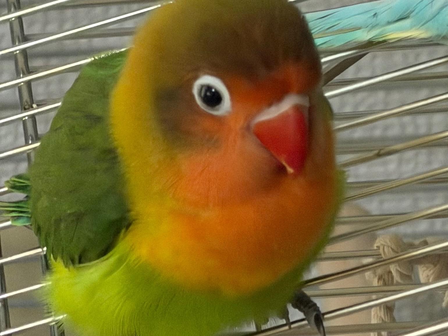 もみじちゃん もみじちゃん