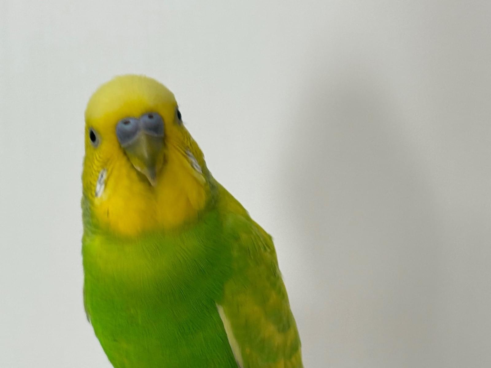 保護された鳥 保護された鳥
