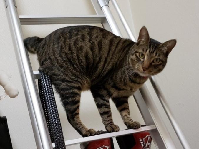 迷子になった猫 迷子になった猫