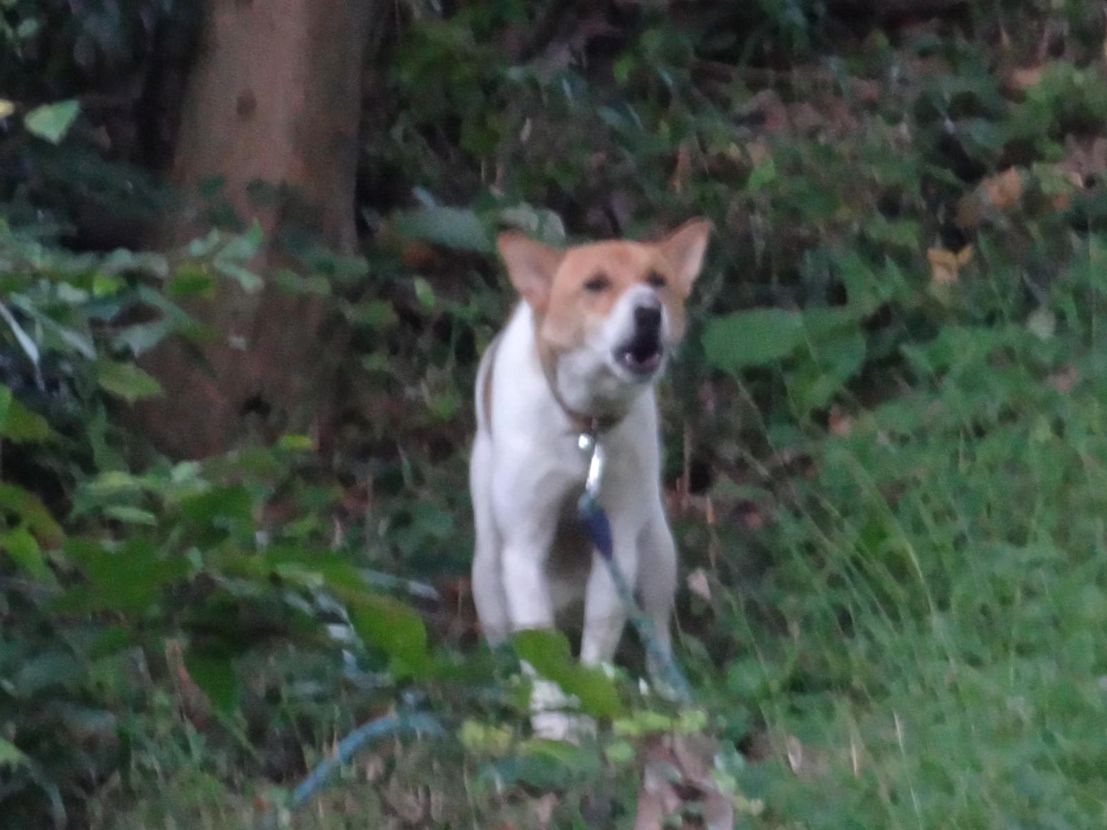 目撃された犬