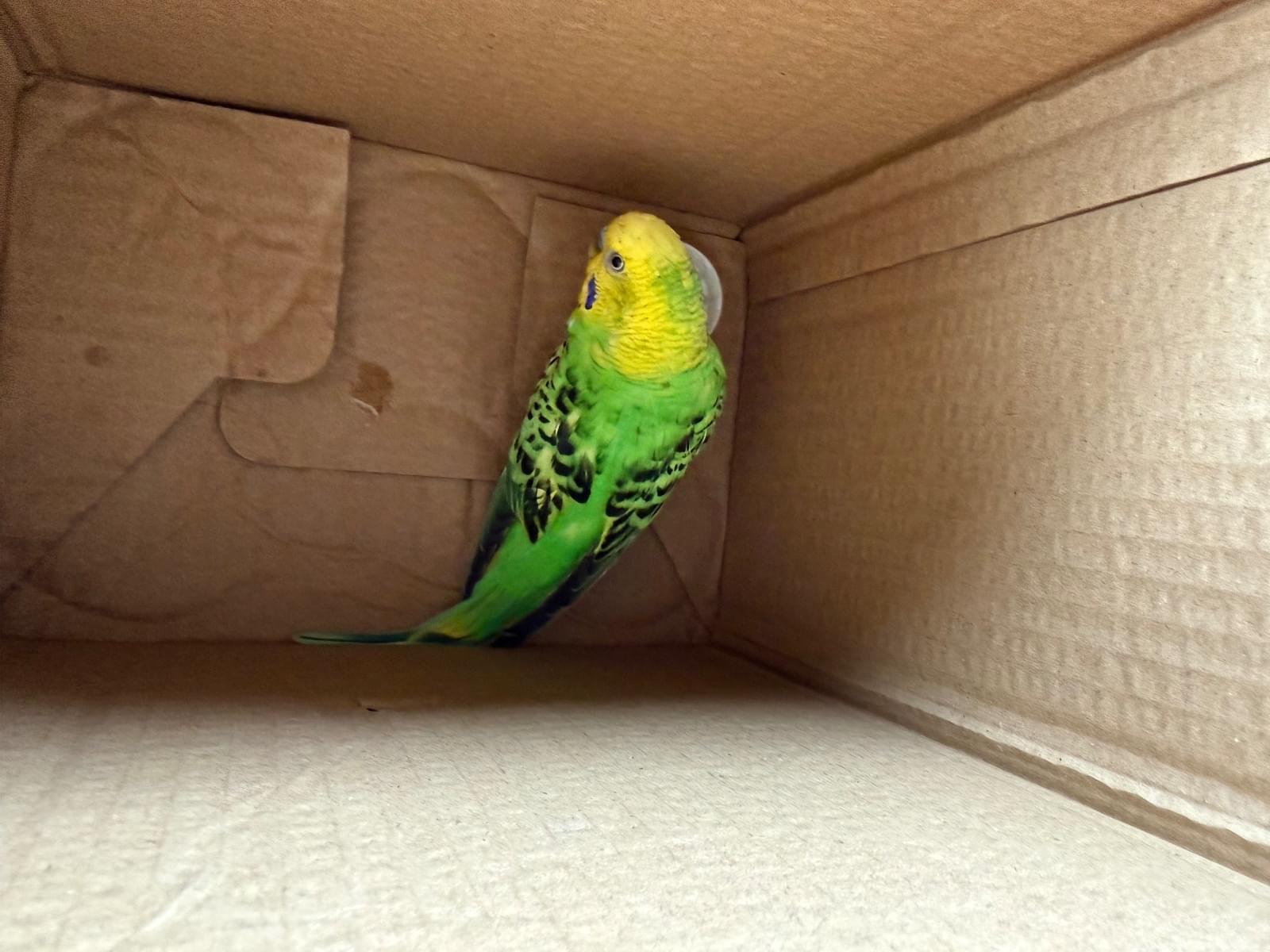 保護された鳥 保護された鳥
