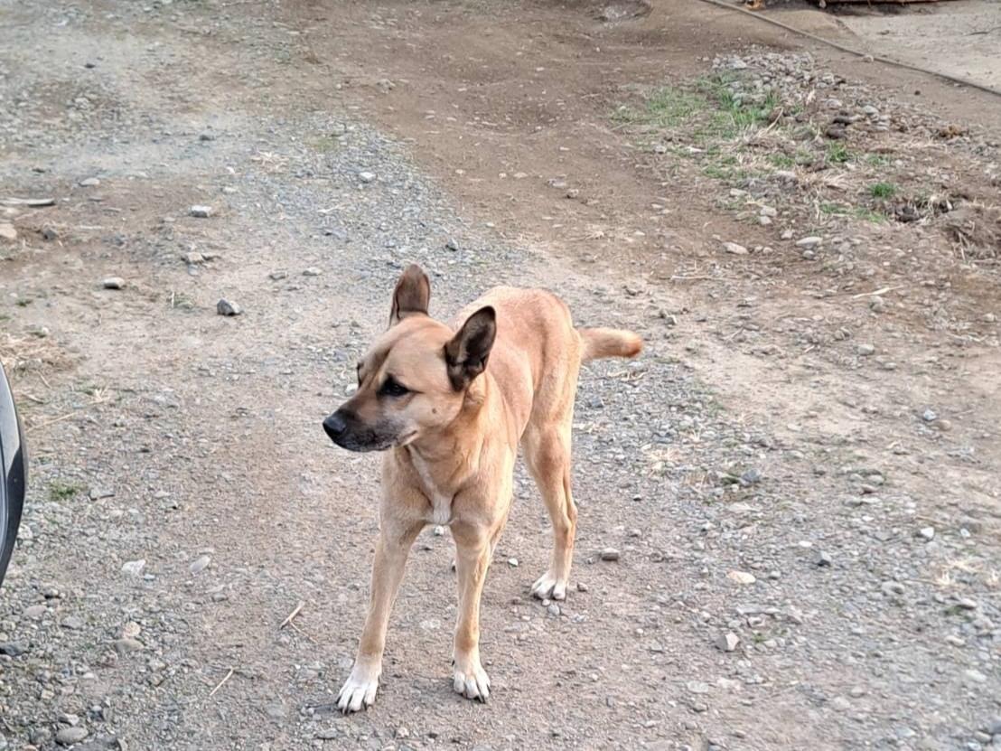 保護された犬 保護された犬
