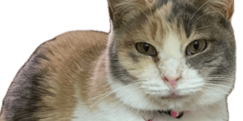 うすい色の三毛猫(フレンチミケ)を探しています