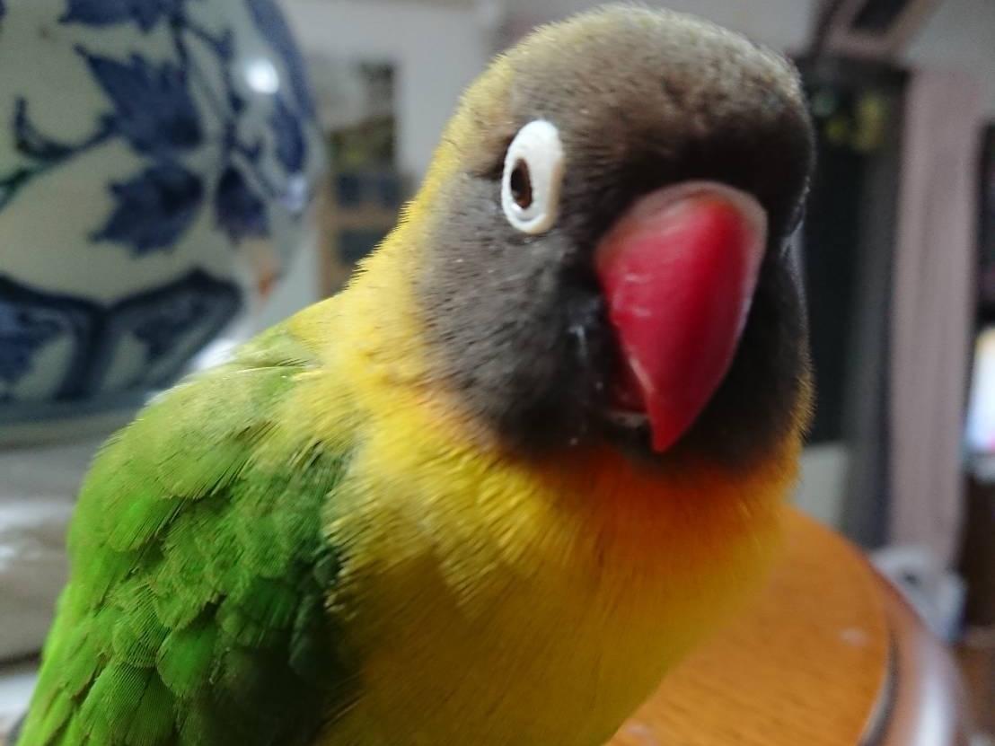 みどりちゃん みどりちゃん