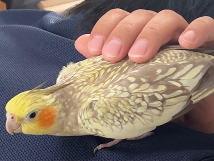 dドットちゃん dドットちゃん