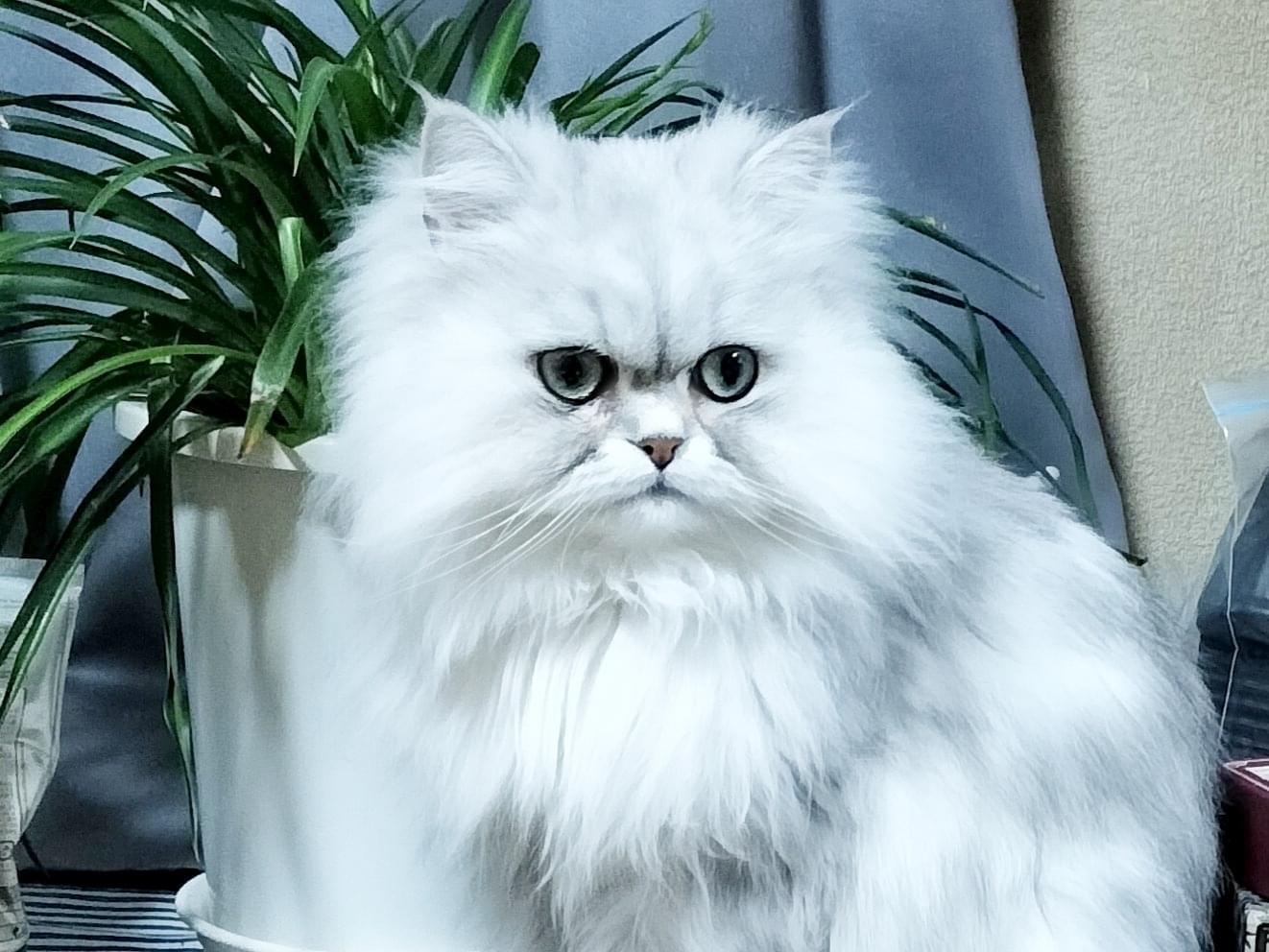 保護された猫 保護された猫