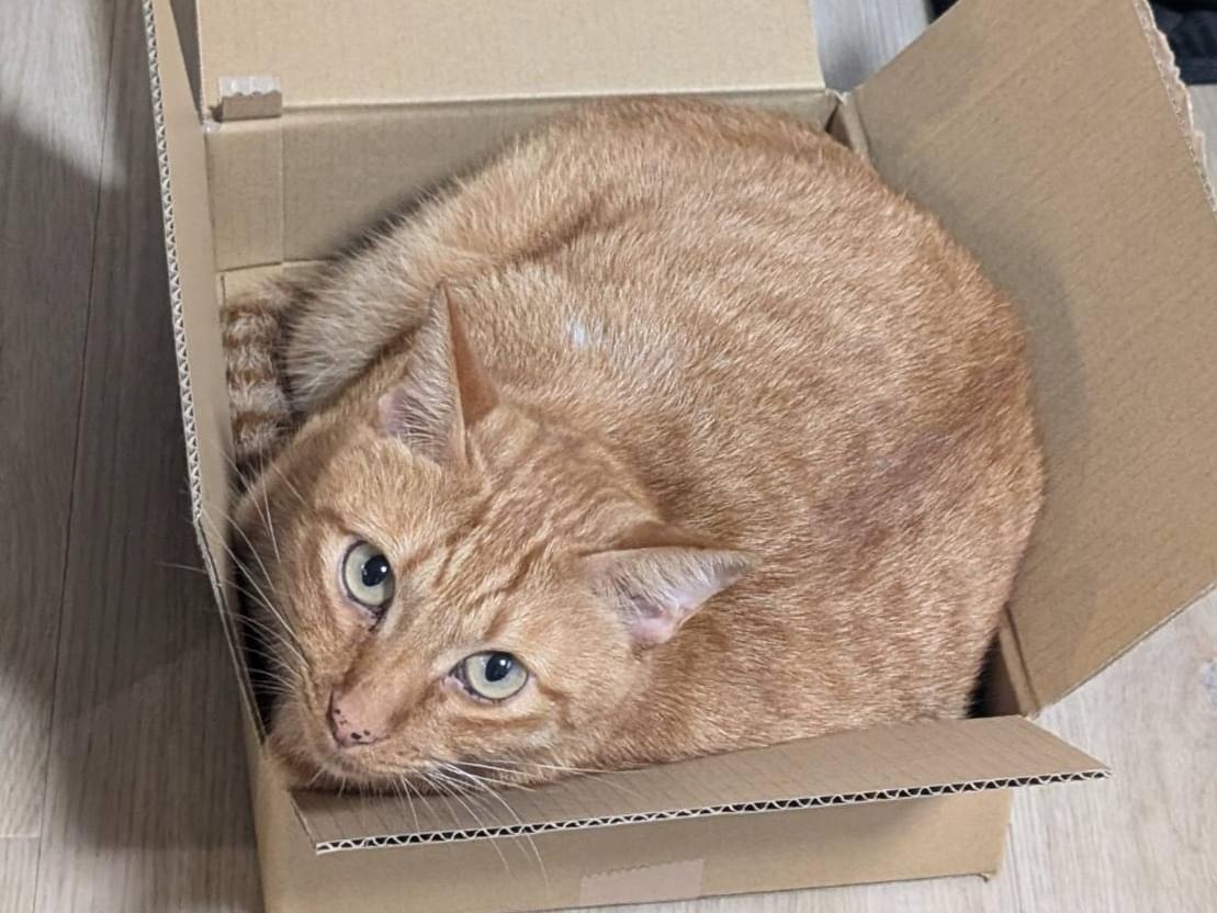 コジローちゃん コジローちゃん