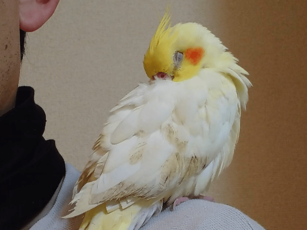 ピーちゃん ピーちゃん