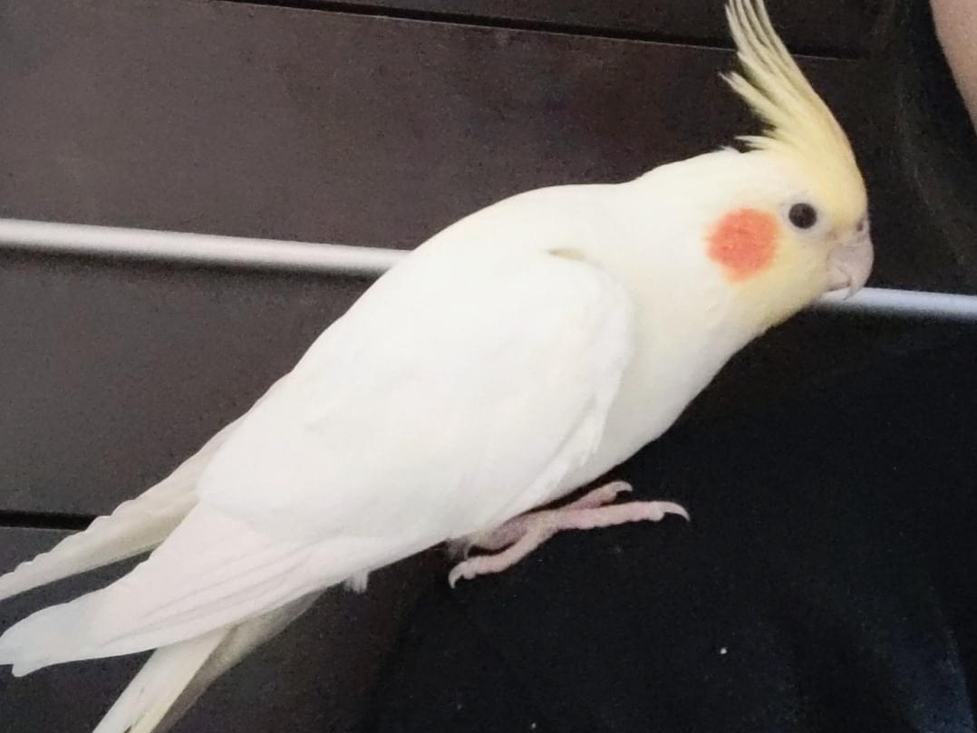 あんずちゃん あんずちゃん