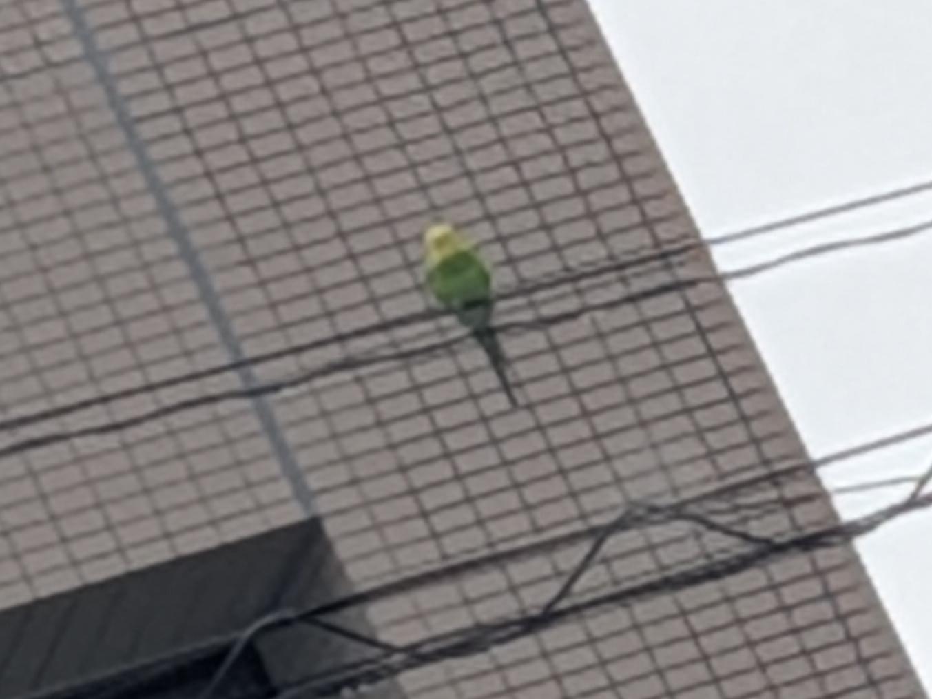 目撃された鳥