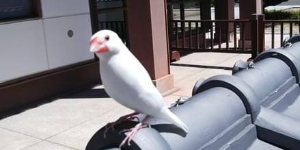 白文鳥。真っ白。オスの特徴、目の周り、クチバシなど全体的に濃い赤。