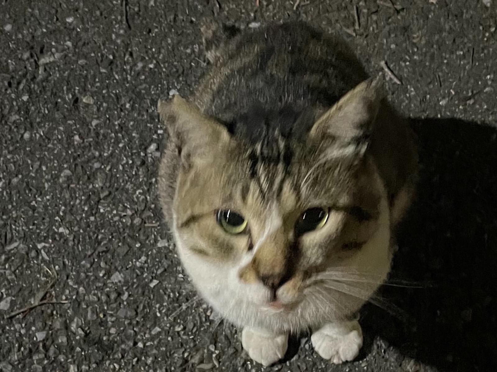 目撃された猫 目撃された猫