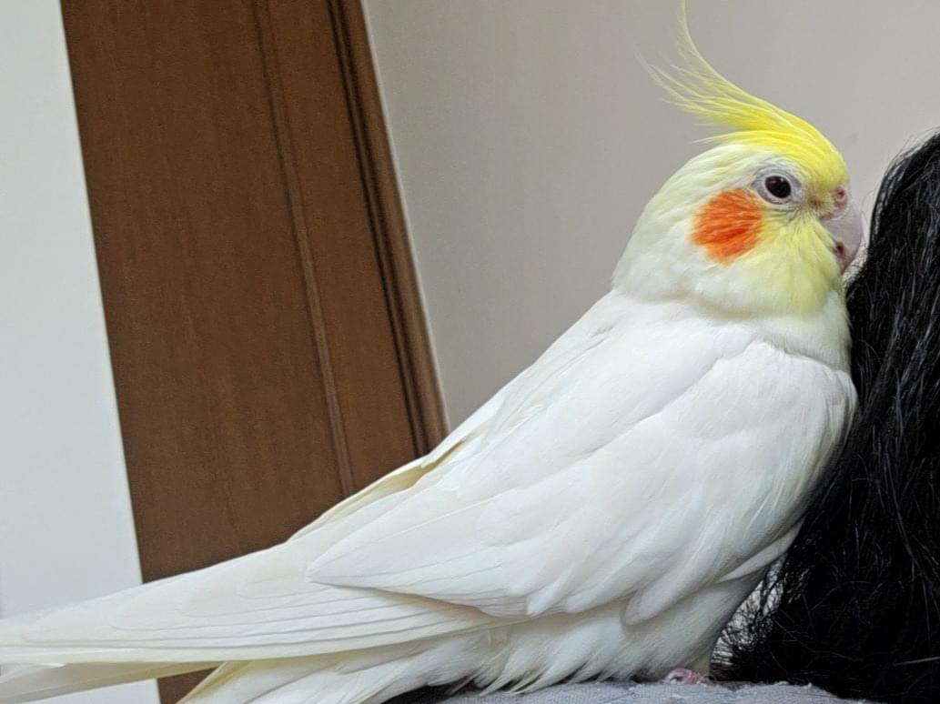 こたろうちゃん こたろうちゃん