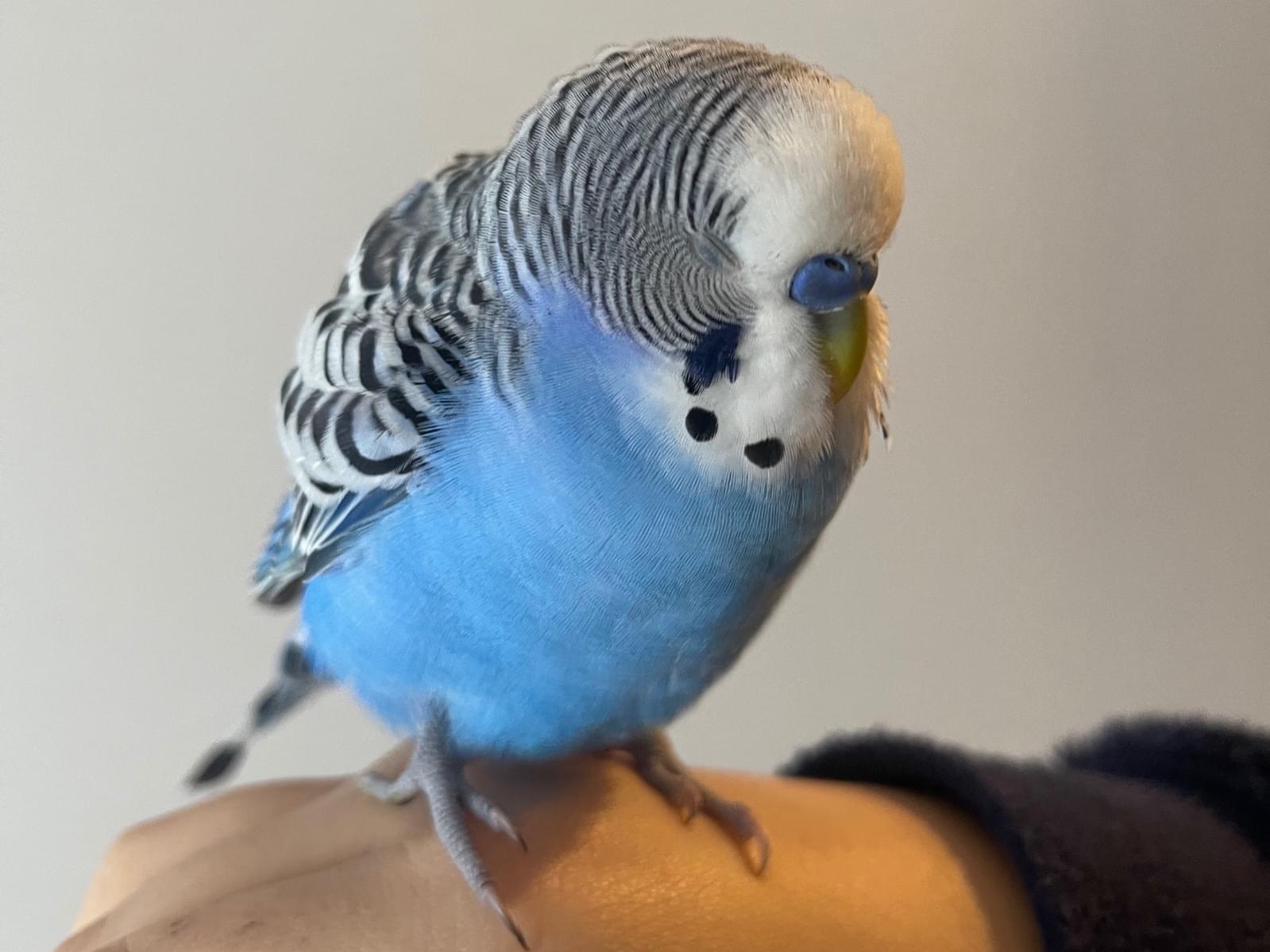 保護された鳥 保護された鳥