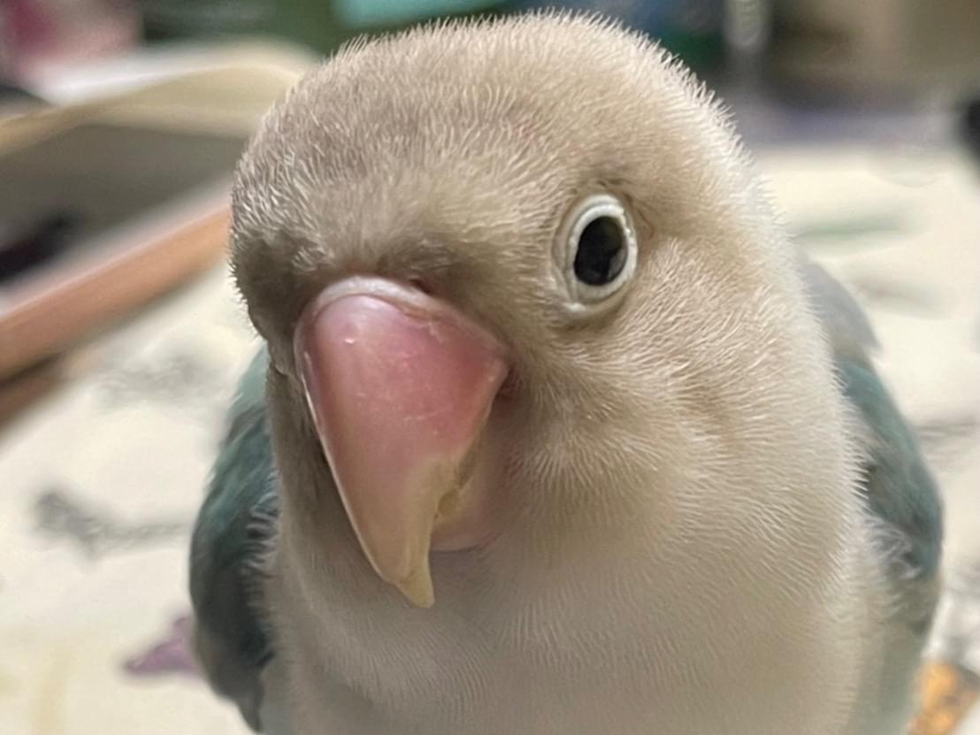 そらちゃん そらちゃん